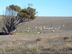 Lambing Season - Cliff Top Walk
